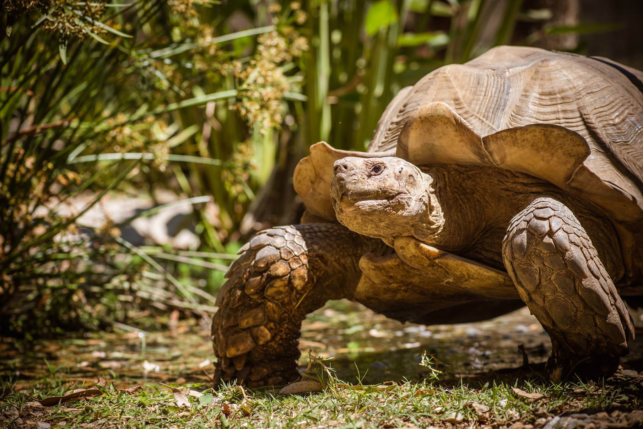 tortues
